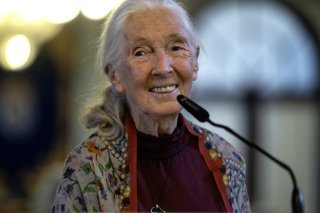 Jane Goodall a consacré une grande partie de sa vie aux primates sur le terrain. En mai dernier encore, elle participait à une conférence en Espagne (ci-contre). KEYSTONE/EPA EFE/JORGE ZAPATA